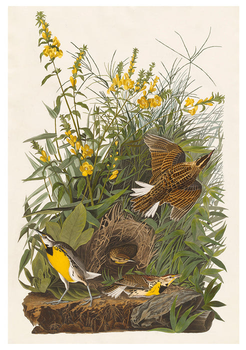 John James Audubon: Songbirds Boxed Notecards