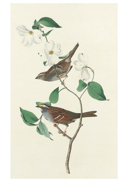 John James Audubon: Songbirds Boxed Notecards