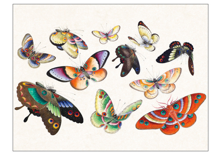 Butterflies Boxed Notecard Assortment