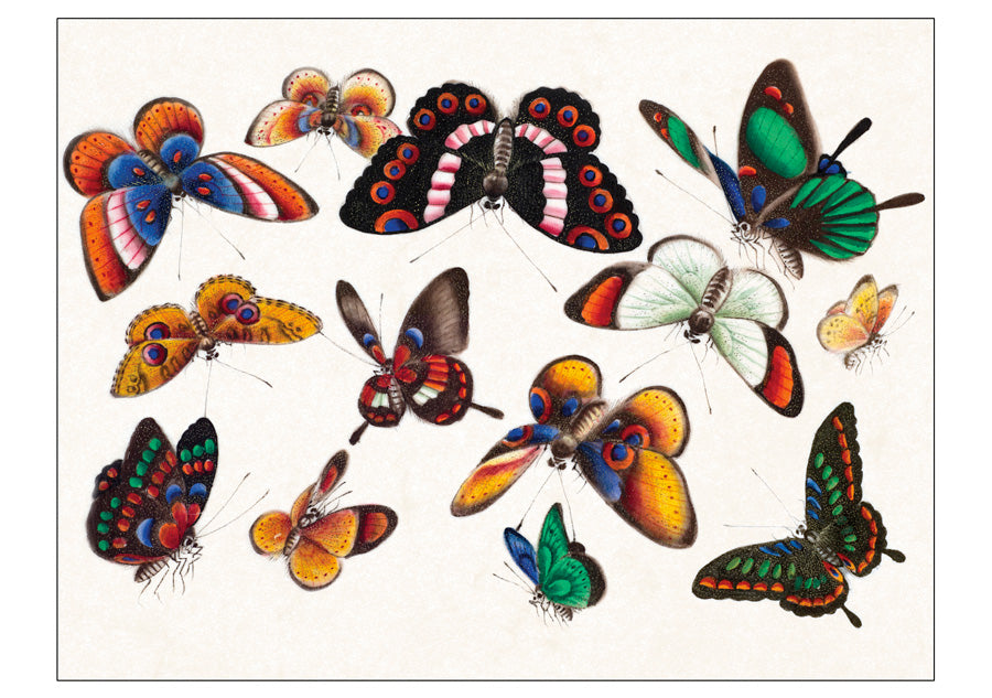 Butterflies Boxed Notecard Assortment