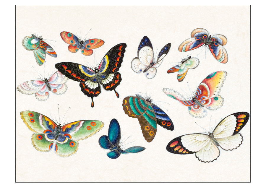 Butterflies Boxed Notecard Assortment