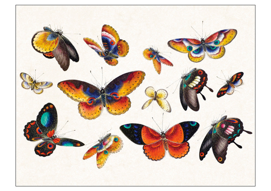 Butterflies Boxed Notecard Assortment