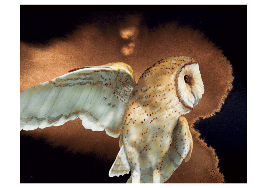 Barn Owls Boxed Notecards