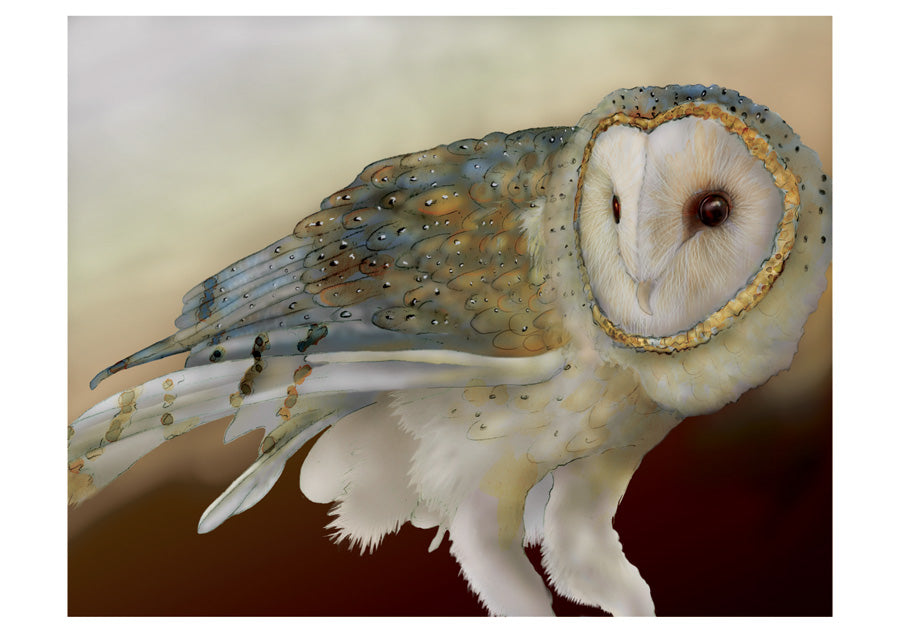 Barn Owls Boxed Notecards