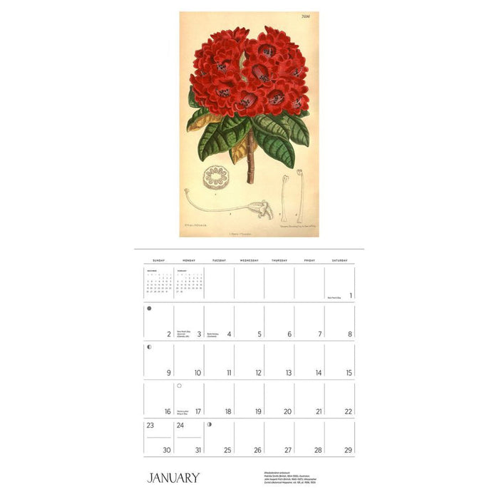 The Illustrated Garden Prints from Curtiss Botanical Magazine 2022 Wall Calendar